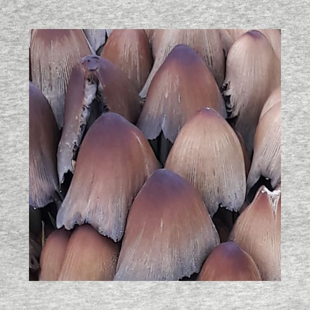 Inky-cap Mushrooms by robelf